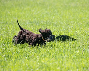 Ghillie Kezer