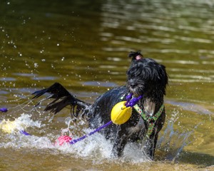 Dottie Notestine