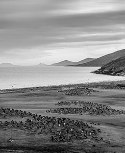 Gentoo Penguins, Saunders Island, The Falklands