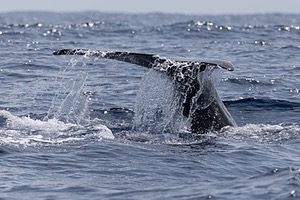 Sperm Whale