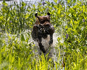 Moose Molle