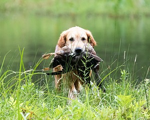 20170805-MH2-0018.jpg