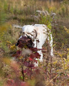 Grampian Happily Ever After RN JH CC WC (Henry)