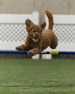Champ Soccodato
