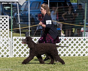 58 - GCH CH Flintcrest Firing Cupid's Arrow