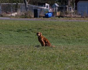 Rosie