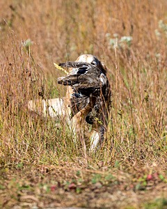 Ghillie Deresienska