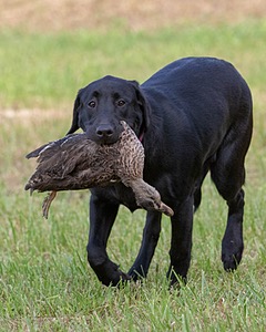 Sneak Carpenter