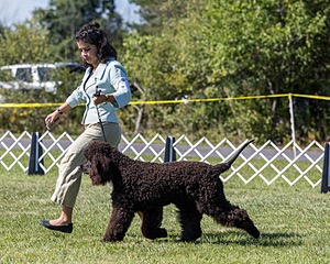 09 - GCH CH POOLE'S IDE DARK KNIGHT RN CGC TKN ATT (Oscar)