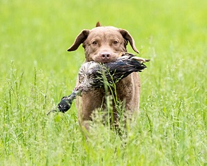 Hunter Law