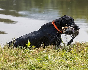 Crusoe Kuchinos