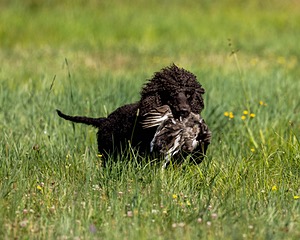 Ghillie Kezer