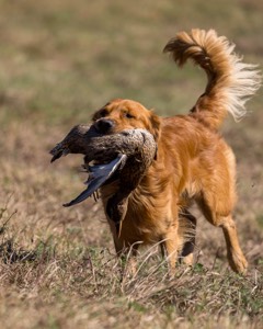 Rufus Barket