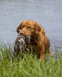 Cache Gilbert