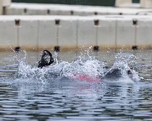 Mizzen Kutner