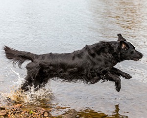 Ripple