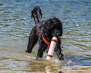 Sedona O'Brien