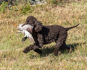 Ghillie Kezer