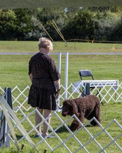 GCH CH CASTLEHILL'S RAMBLIN' RAFAEL O'CRISPIN BN (Rafi)