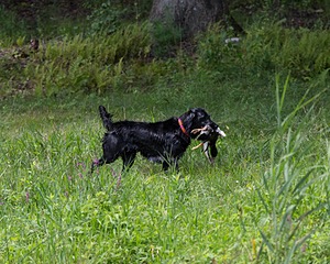Mazie Estes