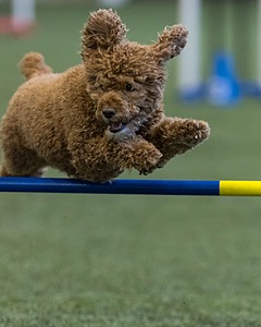 Champ Soccodato