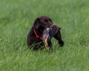 20170603-SHRL-1014.jpg