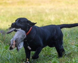 Riley Barry