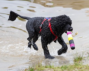 Phelps