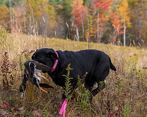 Shoreline's Dancing Girl (Sadie)