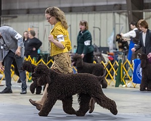 16 - GCH EPIK'S IN OMNIA PARATUS CGC ATT BCAT (Myna)