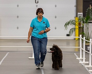 600 - Chantico’s Super G O’ Muddy Waters (Ghillie)