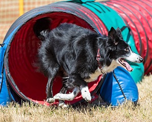 20160619-CCKC-0482.jpg