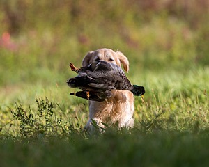 Ghillie Deresienska