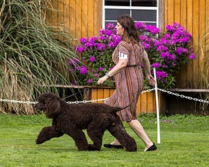 11 - GCH CH BREKKON'S FIRST MARK BN RN CGC TKN (Hunny)