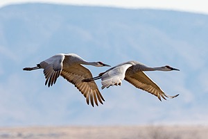 Sandhill Cranes, Bosque del Apache, New Mexico