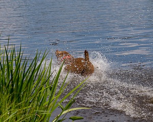 Tootsie McEwan
