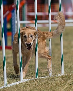 20150614-CCKC-1736.jpg