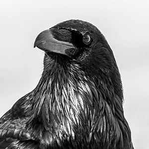 Raven, Yellowstone National Park