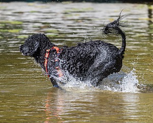 Ziva Hyres
