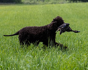 Ghillie Kezer