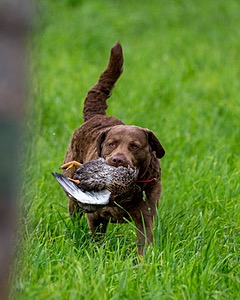 20170603-SHRL-0932.jpg