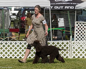 62 - GCH CH Chantico's Dark And Stormy BN RN (Kiera)