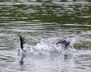 Boaty Bellicose