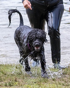 Saoirse