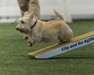 Monty Krapf