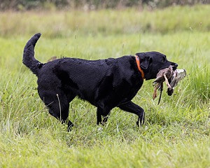 Allie