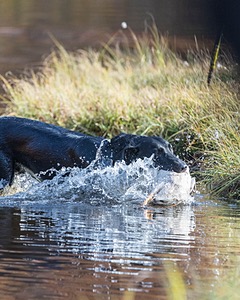 River Woodfall