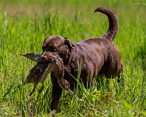 20170604-SEAL-1007.jpg