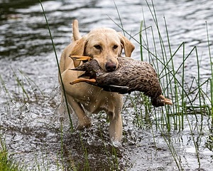 20170603-SHRW-1628.jpg