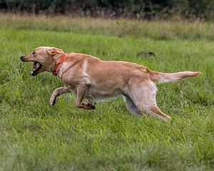 Chase Nelson